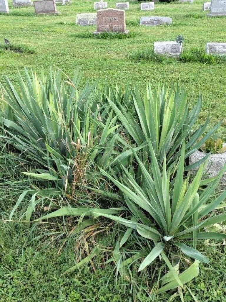 Jean E. Reddick's grave. Photo 3