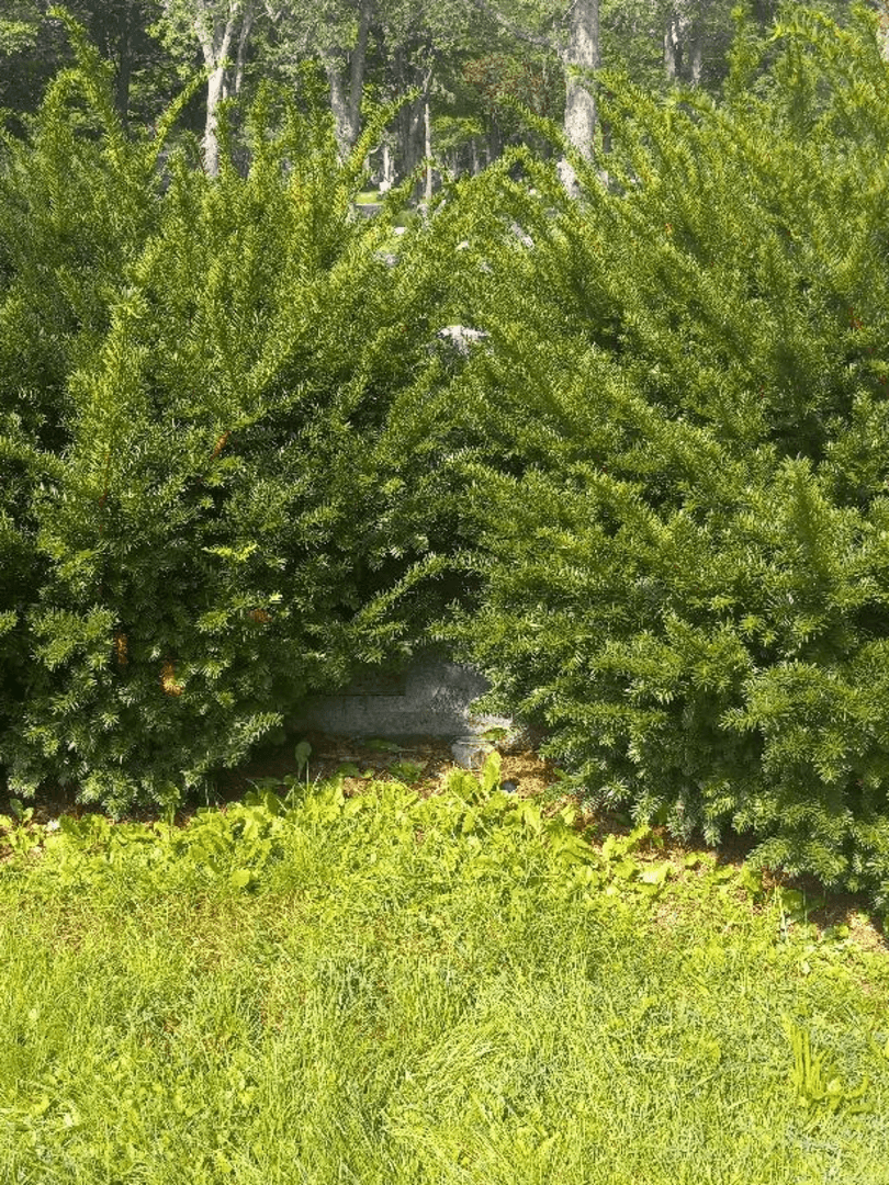 Freda L. Brock's grave. Photo 3