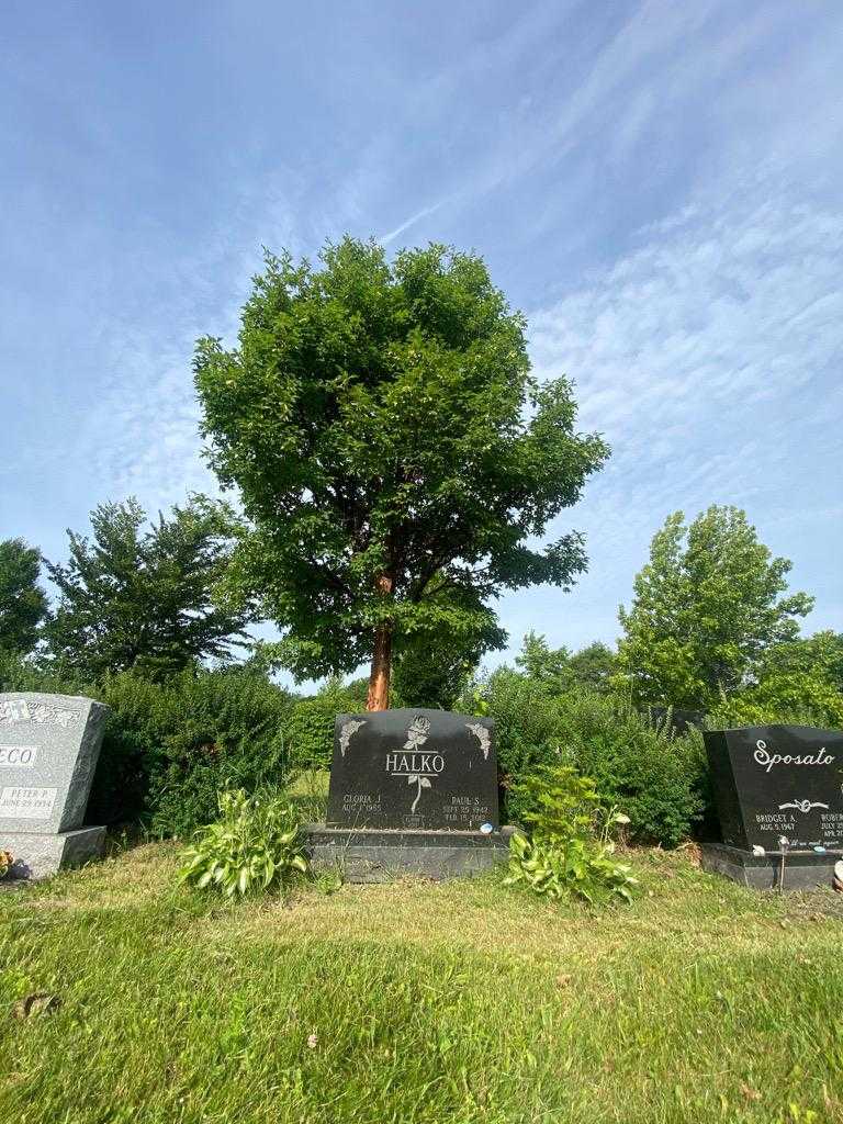 Paul S. Halko's grave. Photo 1